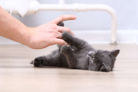 Small gray kitten plays with hands. The cat scratches and bites his fingers.の写真素材