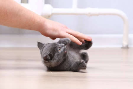 Small gray kitten plays with hands. The cat scratches and bites his fingers.の写真素材