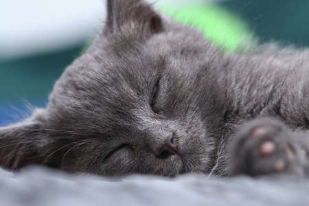 A small gray kitten falls asleep after active games. Sleeping a cat.の写真素材