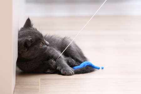 A small gray kitten plays with a toy on a fishing rod. Cat toys.の写真素材