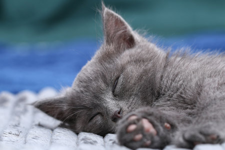 A small gray kitten falls asleep after active games. Sleeping a cat.の写真素材
