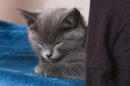 A small gray kitten falls asleep after active games. Sleeping a cat.の写真素材