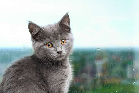 Gray little kitten looks and scratches the window. Cat on the windowsill looks at the rain.の写真素材