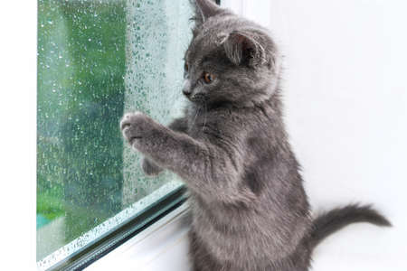 Gray little kitten looks and scratches the window. Cat on the windowsill looks at the rain.の写真素材