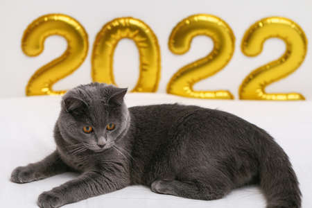 Chartreuse cat on the background of gold foil inflated numbers 2022.の写真素材