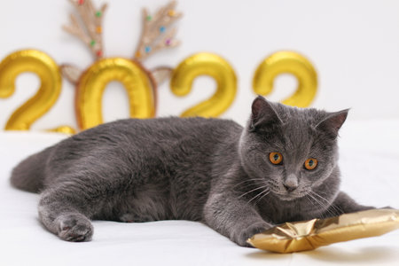 Chartreuse cat on the background of gold foil inflated numbers 2022. New Year, Christmas.の写真素材