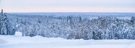 Landscape snowy winter forest. Panoramic view of frost-covered trees in snow drifts.の写真素材