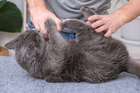 The cat bites and scratches the mans hands, afraid of cutting claws and combing wool.