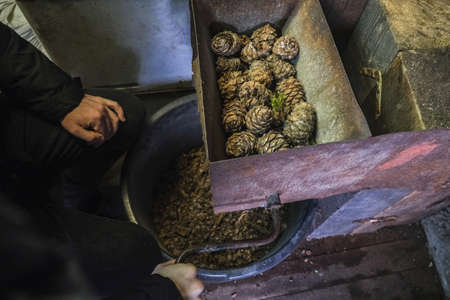 A man turns a homemade device for extracting cedar nuts from Siberian pine cones.