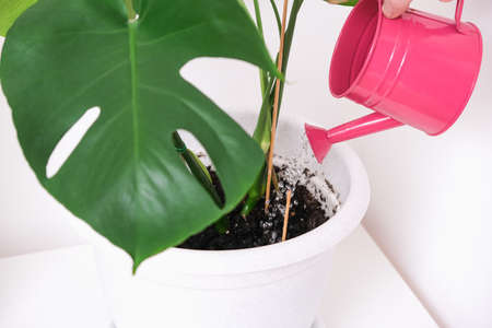A man waters a monstera plant from a watering can. Care of home plants.の写真素材