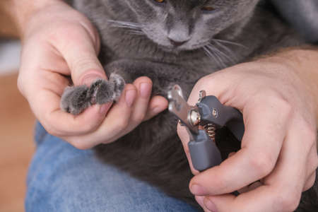 A man cuts the claws of a young gray cat with a claw cutter. Chartreuse resists.の写真素材