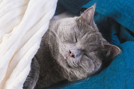 A gray cat sleeps under a blanket. Cat chartreuse. Laziness, sleep, drowsiness, comfort.の写真素材
