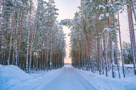 Landscape snowy winter forest. Panoramic view of frost-covered trees in snow drifts.の写真素材