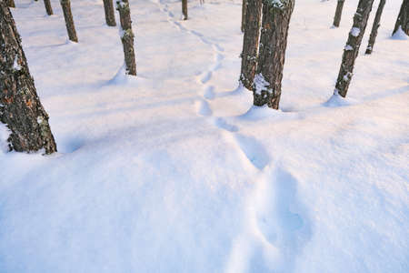 Footprints in the snow in the winter forest. Animal tracks.