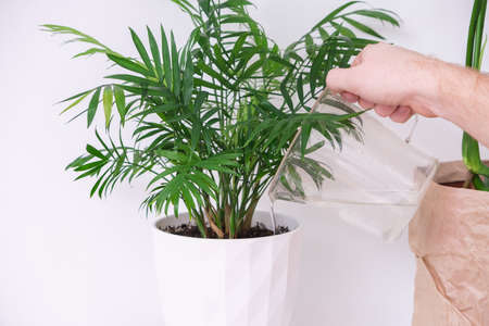 A man waters a palm tree plant from a watering can. Care of home plants.の写真素材