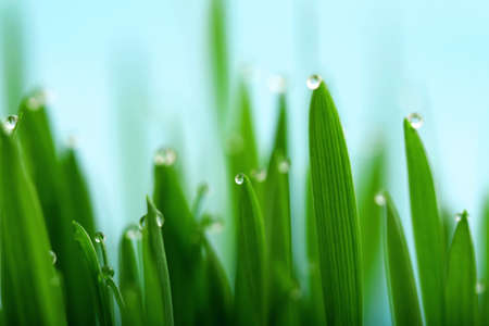Green grass with dew drops on the tops of the blades of grass.