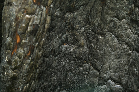 Coals after a fire in the forest. Charred tree trunks in a coniferous forest.の写真素材