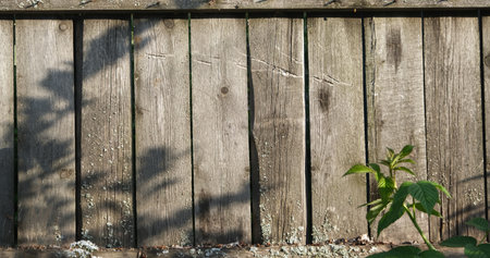The texture of an old fence with a shadow. Wood texture with vertical lines. The texture of wood with knots and holes. The background of a fence damaged by time.の写真素材