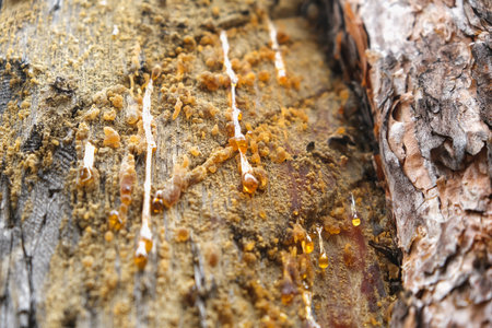 Wood resin coming out of wood. Tree sap coming out of a pine tree. Resin close-up. Extraction of resin from the trunk of a tree.の写真素材