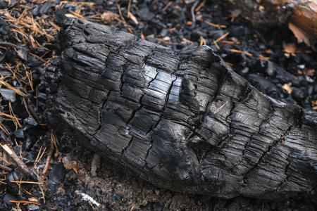 Coals after a fire in the forest. Charred tree trunks in a coniferous forest.の写真素材