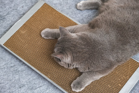 A gray cat is playing on scratching post. Cardboard scratching post. A gray cat is caressing on a scratching post. A cat sniffs cat grass on a scratching post.の写真素材