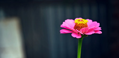 Cynia is elegant in the home garden. Cinnia elegant violet known as zinnia vulgaris, an annual plant...