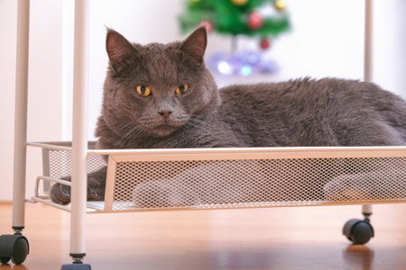 A grey curious chartreux is lying on the bottom shelf of a trolley on wheels.