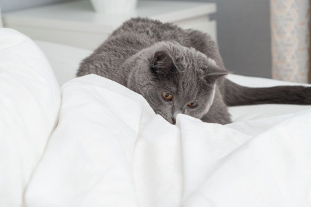 Grey cat chartreuse plays with a mans hand peeking out from under the blanket. Games with pets in bed. A domestic gray cat interferes with sleep. Unpleasant awakening.の写真素材