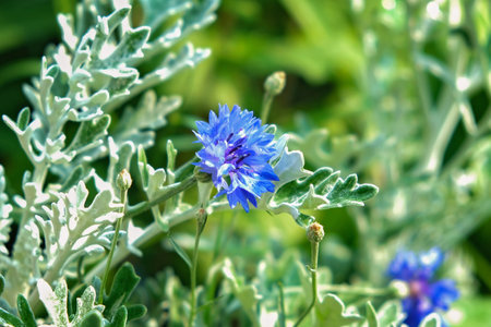 Blue cornflower in the garden. Centaurea blue, blurred background. Natural floral background.の写真素材