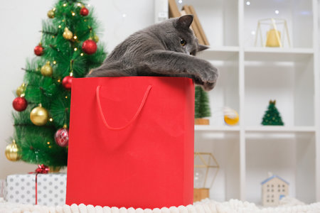 A gray chartreux cat looking out of a red gift wrapping bag. A cat on the background of a Christmas tree, garlands, gifts. bokeh. New Year 2023 and Christmas concept. Cute gray cat.の写真素材