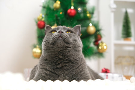 Gray cat chartreuse examines what the owners are doing near the Christmas tree in anticipation of the holiday. New Year and Christmas. Pets. Christmas cat.の写真素材