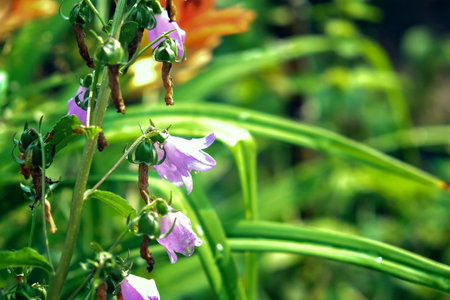 A beautiful purple bell in a green garden. Purple bell flower close-up.の写真素材