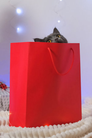 A grey chartreux cat look out of a red gift wrapping bag. A cat on the background of a Christmas tree, garlands, gifts. Neon bokeh. New Year 2023 and Christmas concept. Cute gray cat.の写真素材