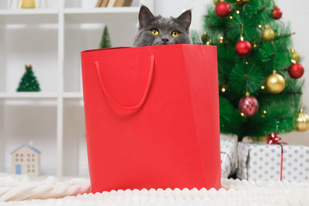 A grey chartreux cat look out of a red gift wrapping bag. A cat on the background of a Christmas tree, garlands, gifts. bokeh. New Year 2023 and Christmas concept. Cute gray cat.の写真素材