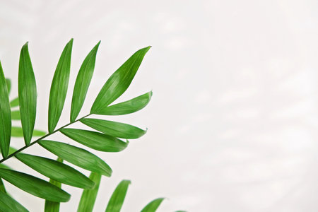 green palm leaf branches on white background. flat lay, top view copy spaceの写真素材