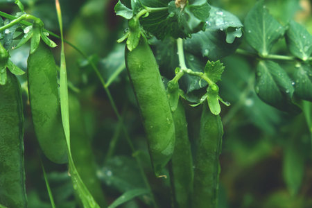 Green peas in the summer garden. Growing vegetables.の写真素材