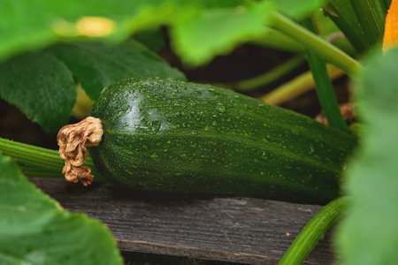 Zucchini plant. Zucchini flower. Green vegetable marrow growing on bushの写真素材