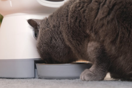The cat eats from an automatic feeder. Automatic pet food dispenser on the floor of the house. A smart pet feeder.の写真素材