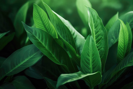 Background of dark green leaves in sunlight.の素材