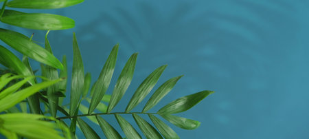 green palm leaf branches on blue background. flat lay, top view. copy space