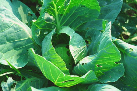 White cabbage growing in the garden, top view. A patch of cabbage overgrown with weeds, ready for weeding.の写真素材