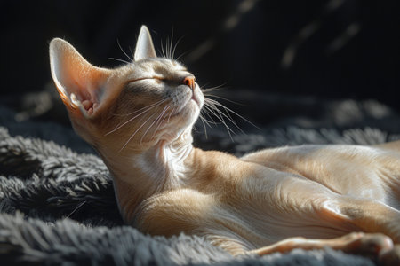An Abyssinian cat enjoys a sunbath on a gray blanket. AIの素材