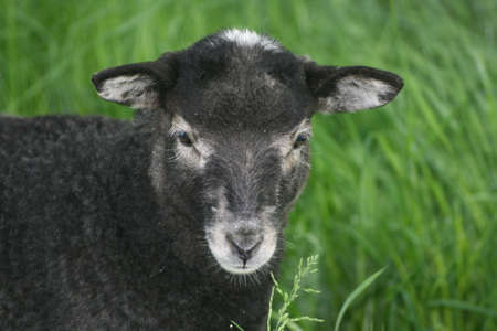 sheep and lambの写真素材