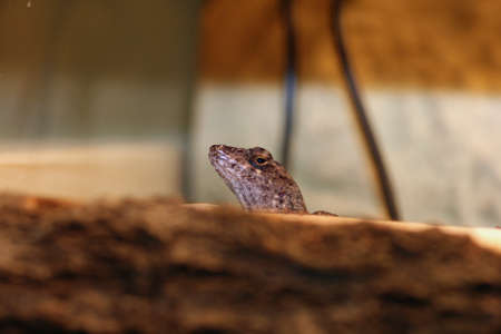 bahama anole