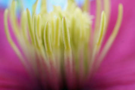 nice clematis close upの写真素材