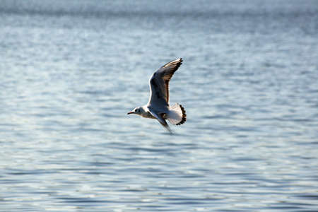 nice seagull