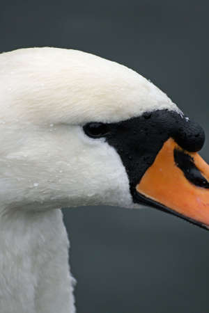 a nice swan close up