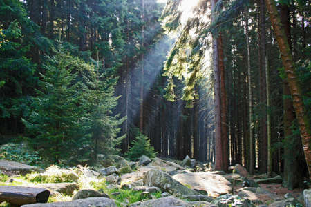in the herzynian forestの写真素材