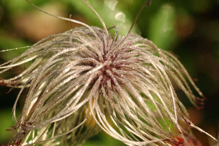 nice clematis close up