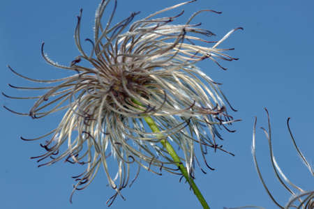 nice clematis close upの写真素材
